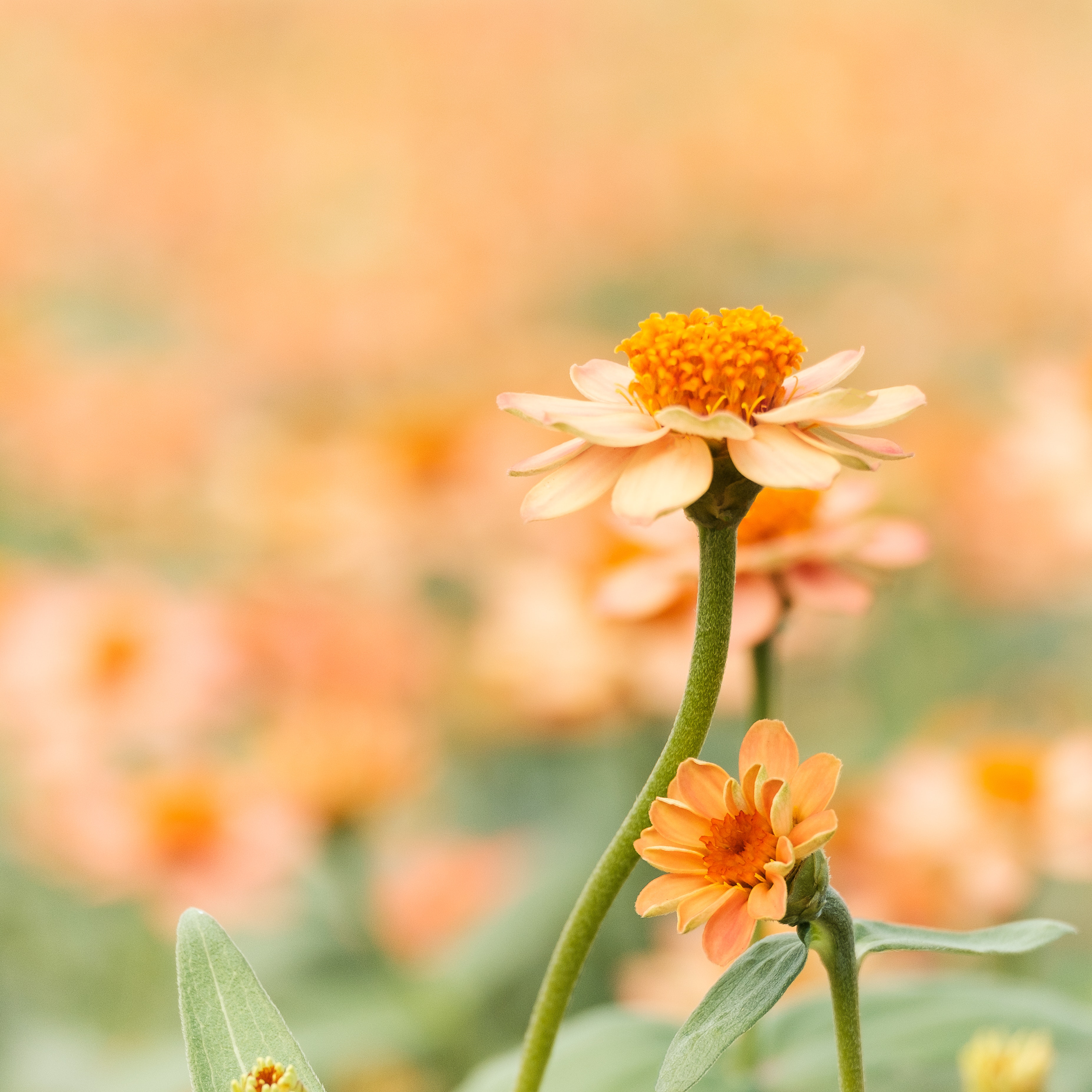 abstrakt-bauernhof-blatter-blau-1028705